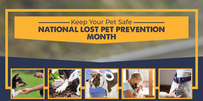 National Lost Pet Prevention Month Tips