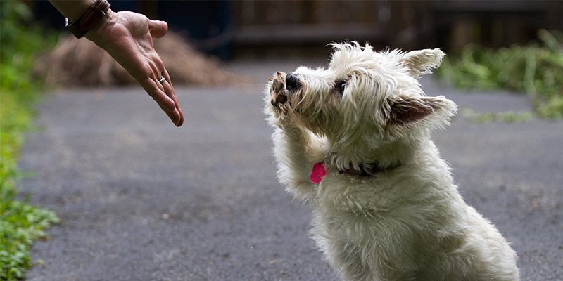 CVC Blog Dog Shaking Hand