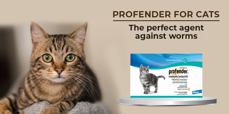 CVC Blog Profender for Cats 1