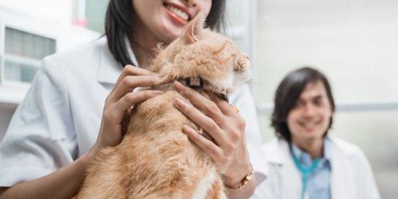 Vet-with-cat