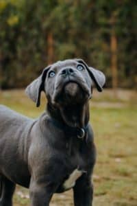 5 Best Dog Food For Cane Corso 200x300 1