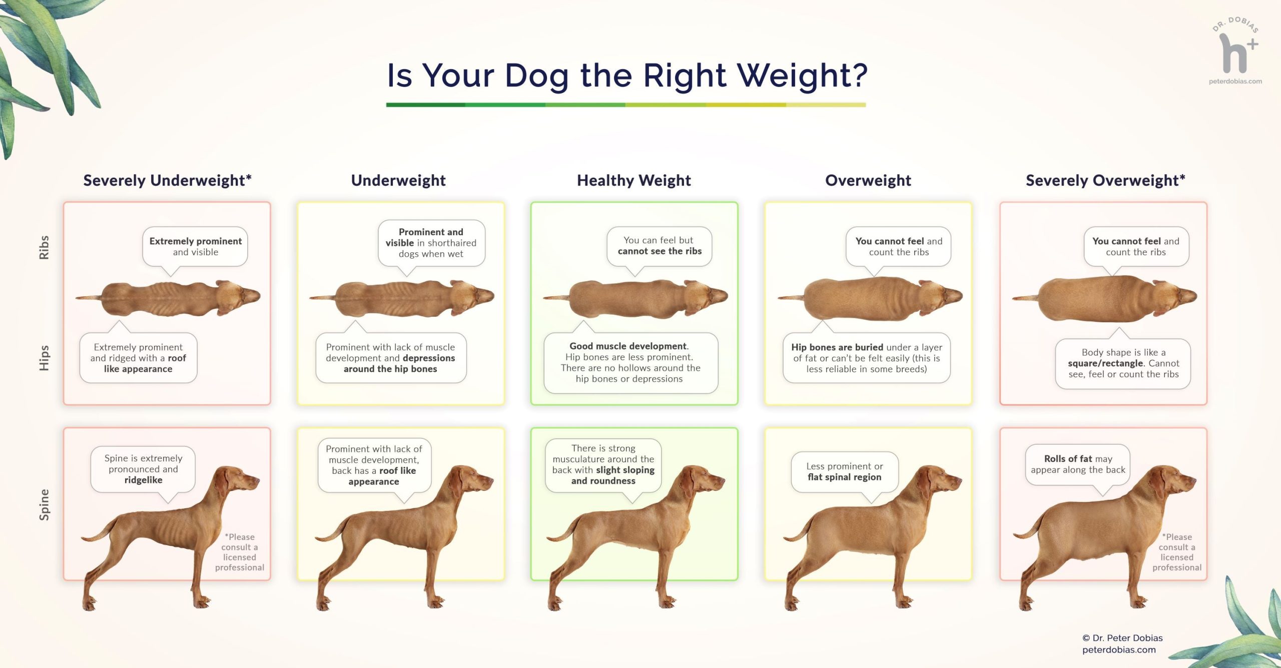 dog body condition chart