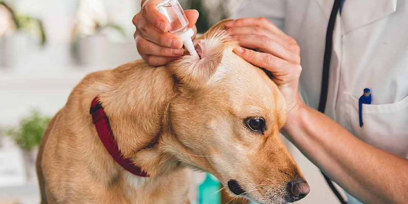 Ear cleaner applying