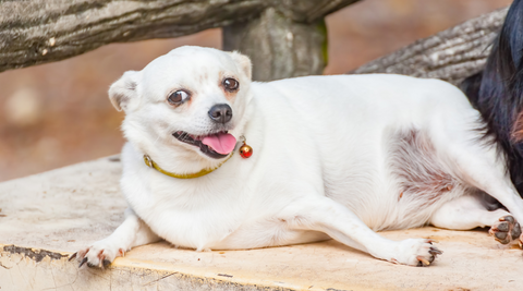 Obesity in dogs