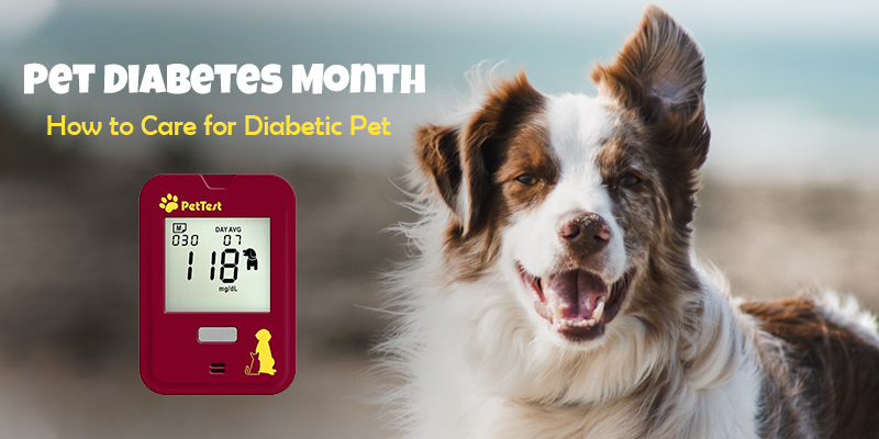 November is pet diabetes month