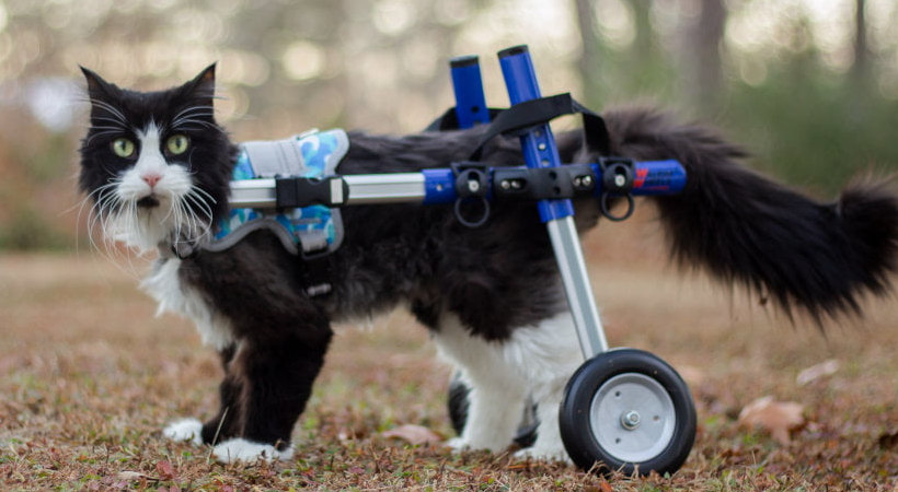 Tux Warrior Front Harness Cat