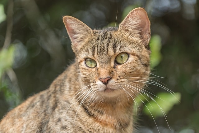 Average lifespan of feral cats