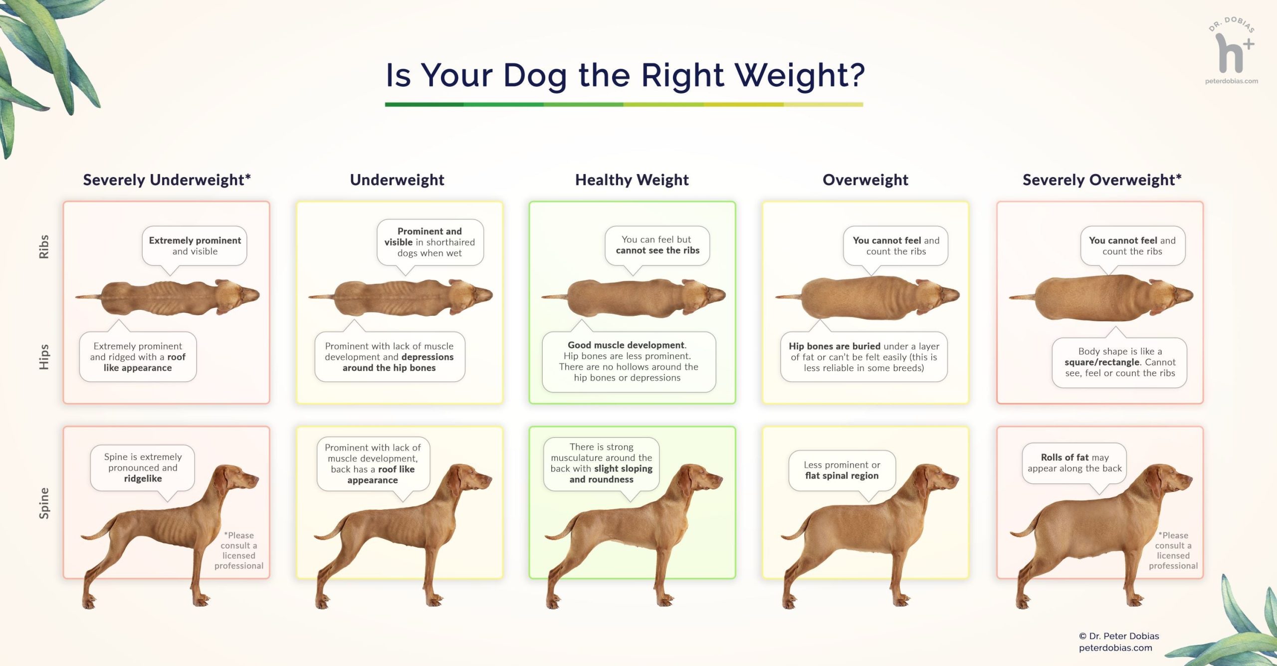 dog body condition score