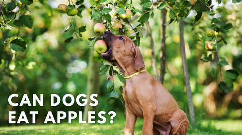 Can dogs eat apples