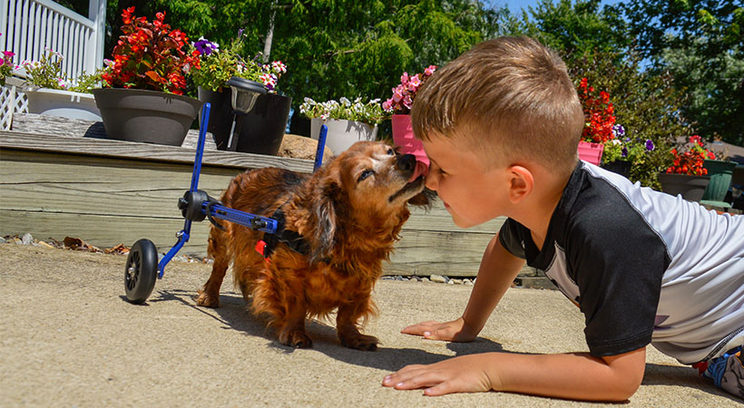 Mixie dachshund wheelchair