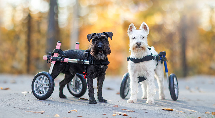 Schnauzer wheelchair