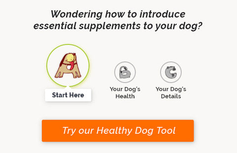 Healthy Dog Tool