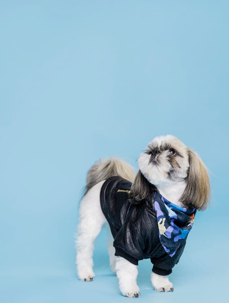 Why shih tzu are the worst dogs