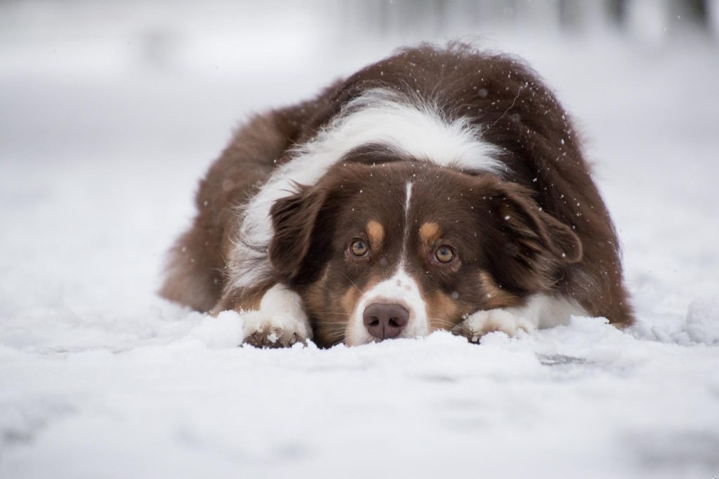 australian shepherd 5902417 1920