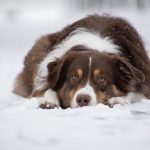 australian shepherd 5902417 1920