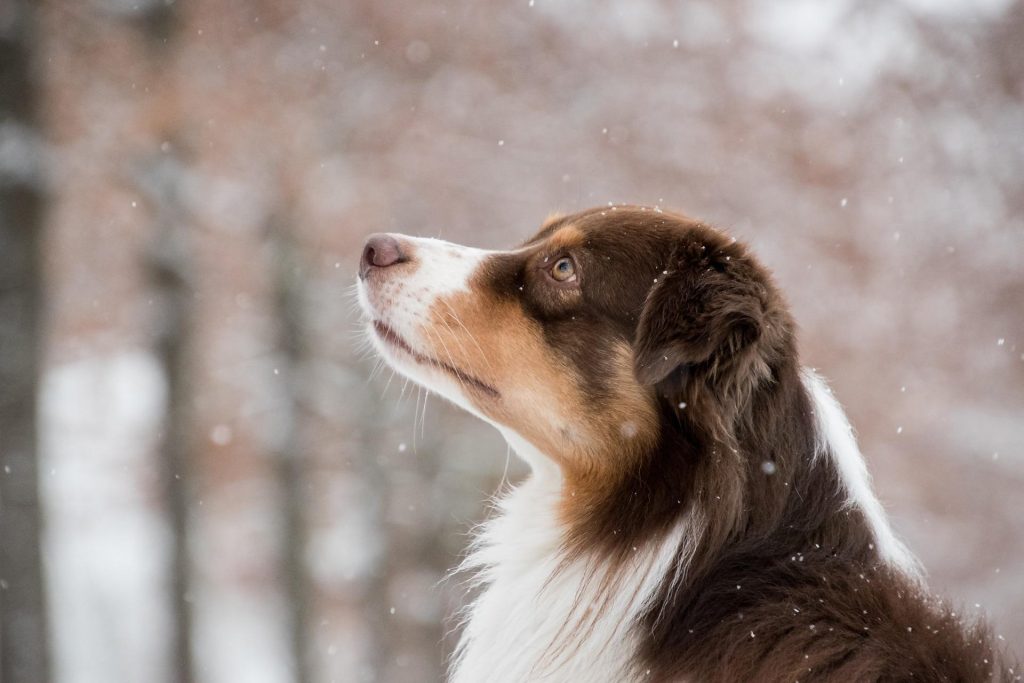 australian shepherd 5902421 1920