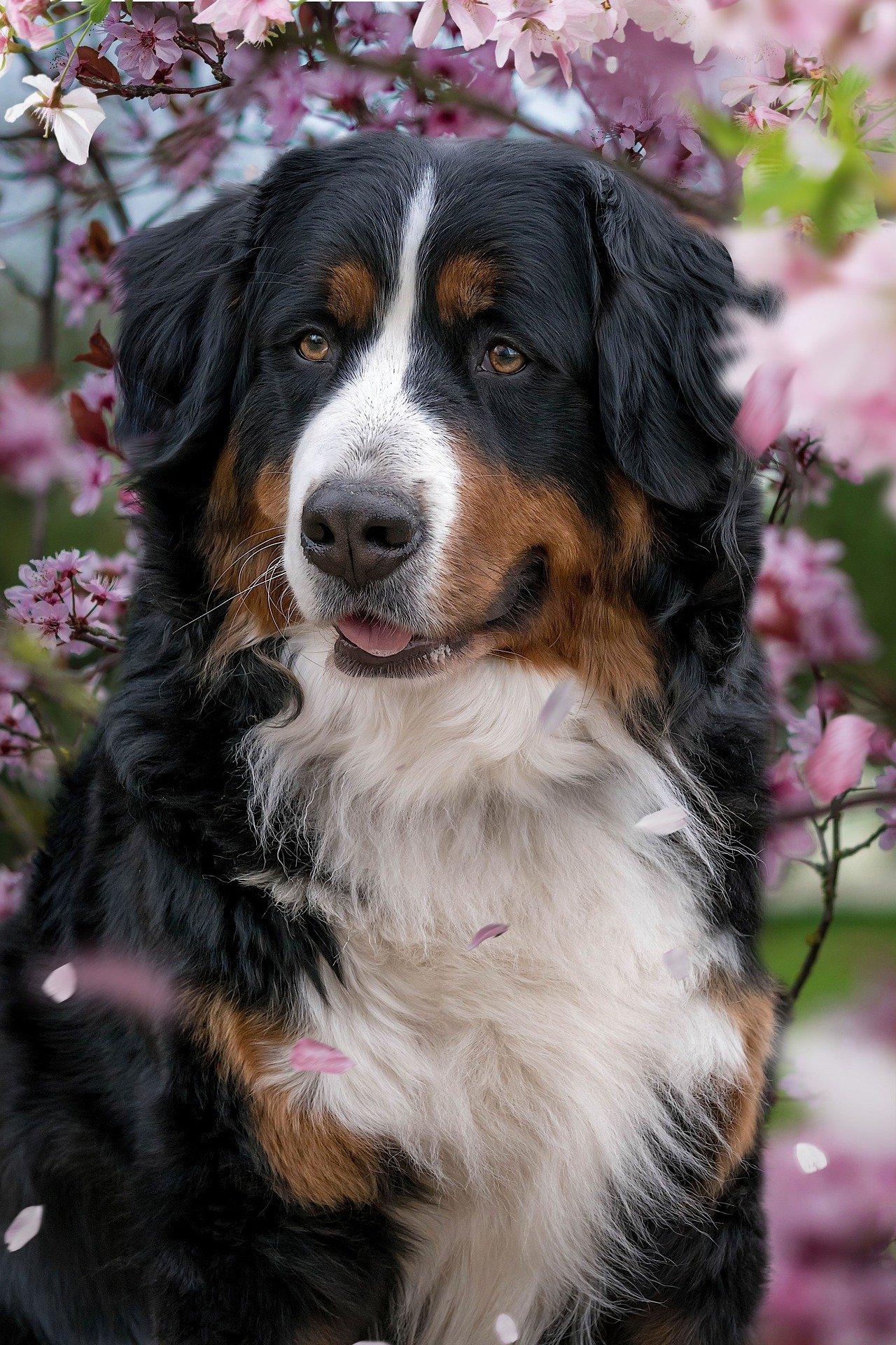 bernese mountain dog 7928156 1920