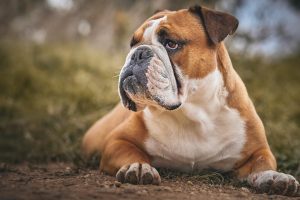 bulldog 7476727 1920
