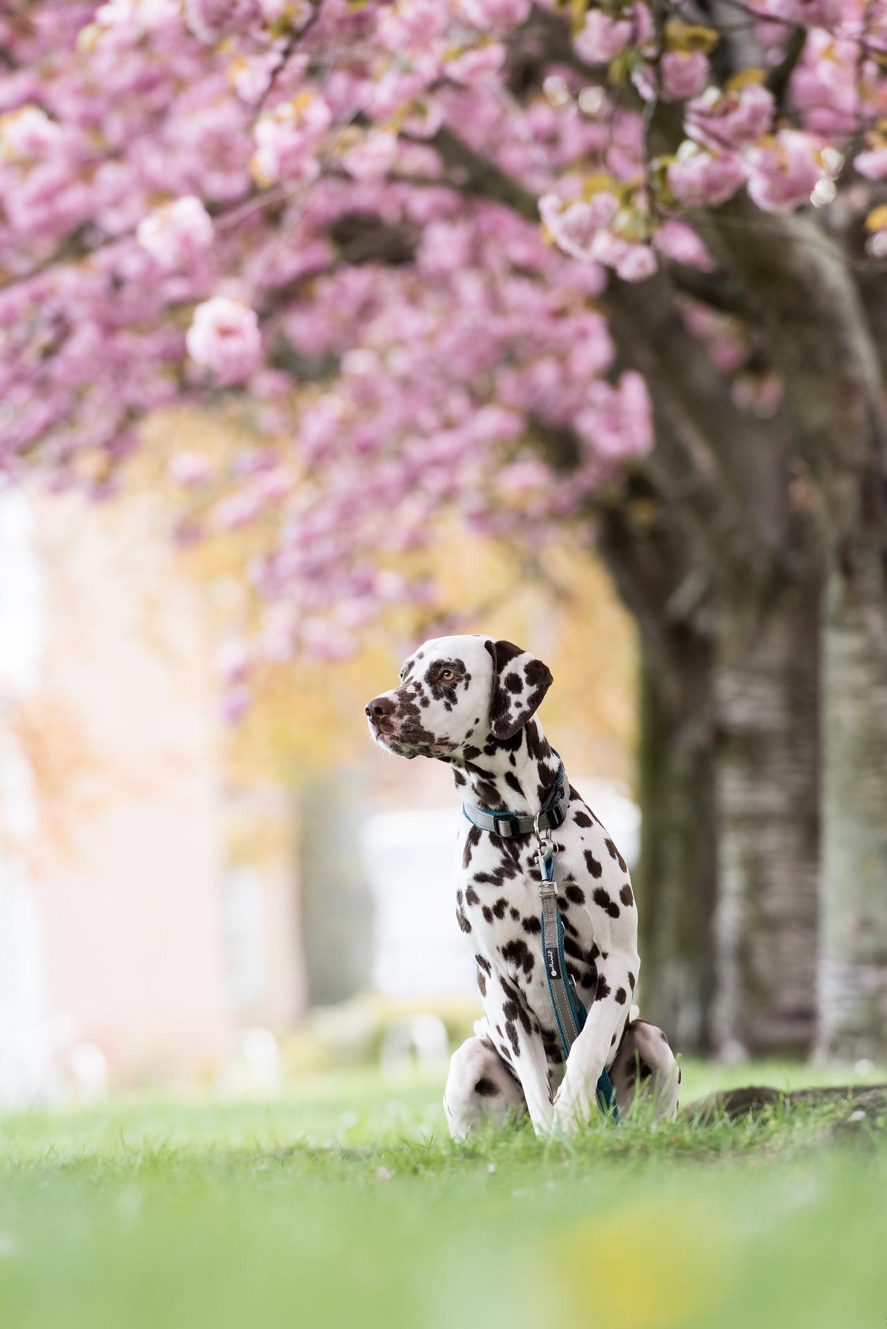 dalmatian 6240485 1920