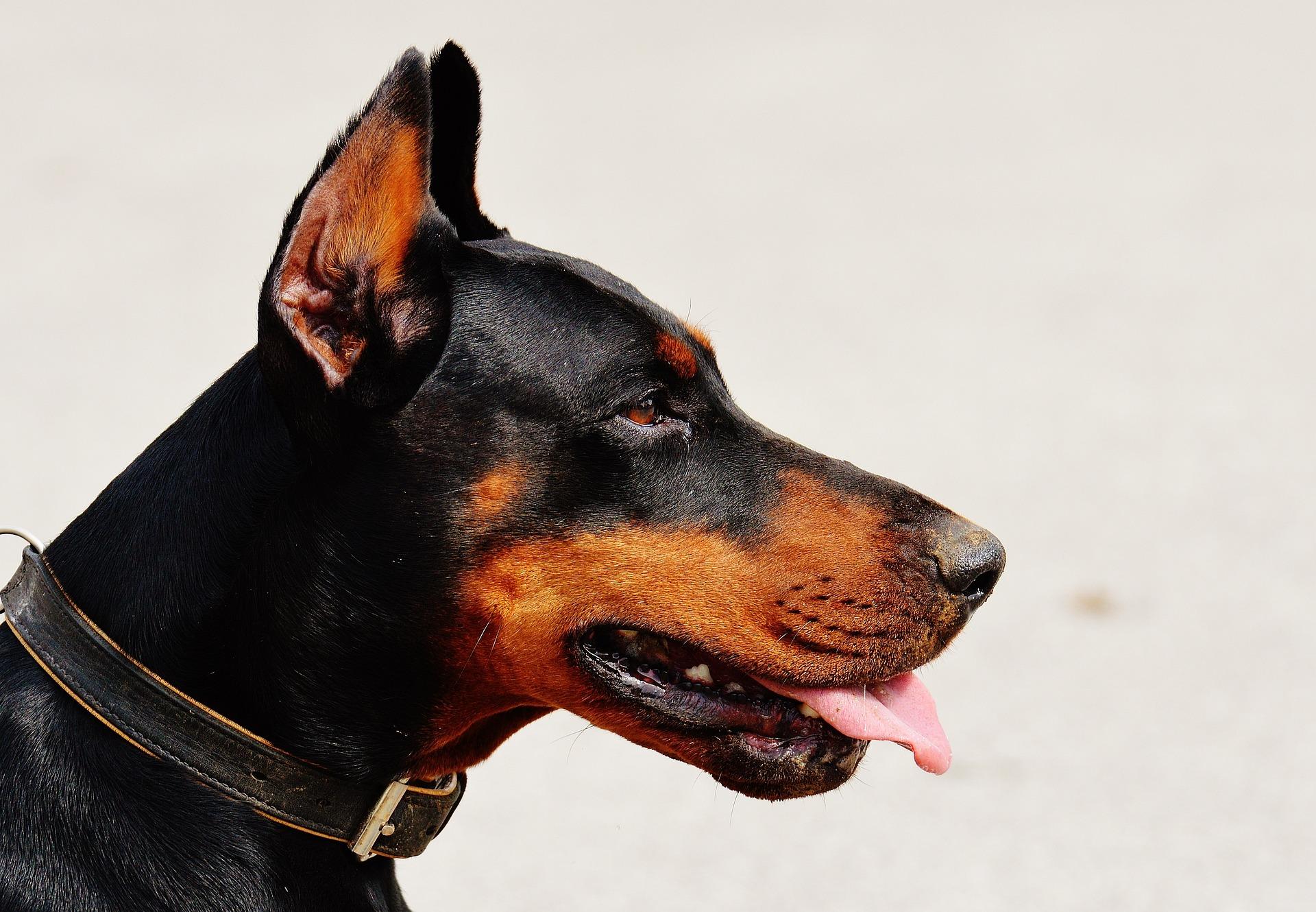 doberman 1334497 1920