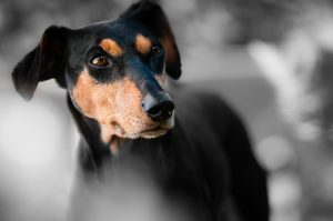 dog 1787835 1920