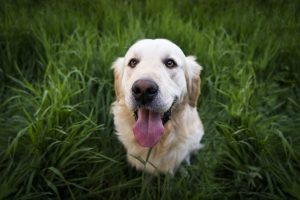 dog 1839808 1920
