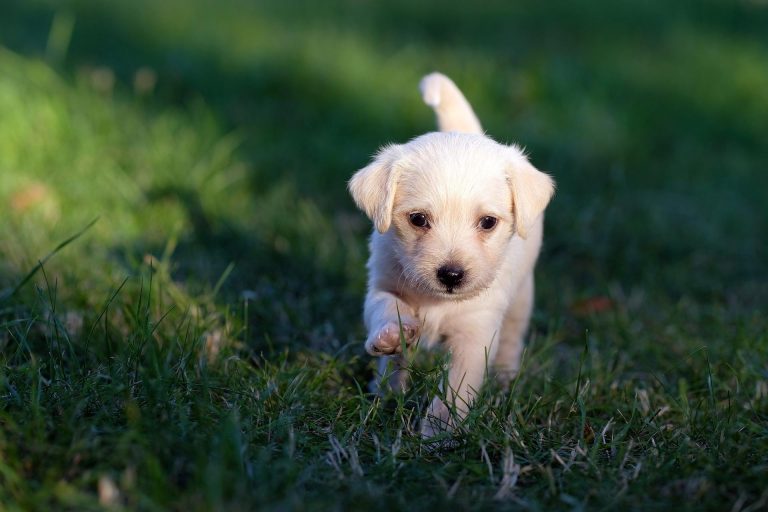 dog 5357794 1920