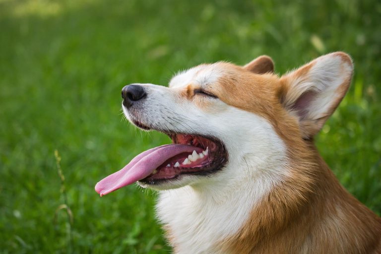 dog 6394502 1920