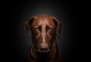 dog 7185274 1920