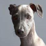 greyhound 6563435 1920