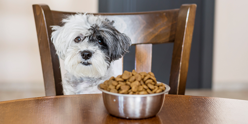 Pet With Meal Bowl