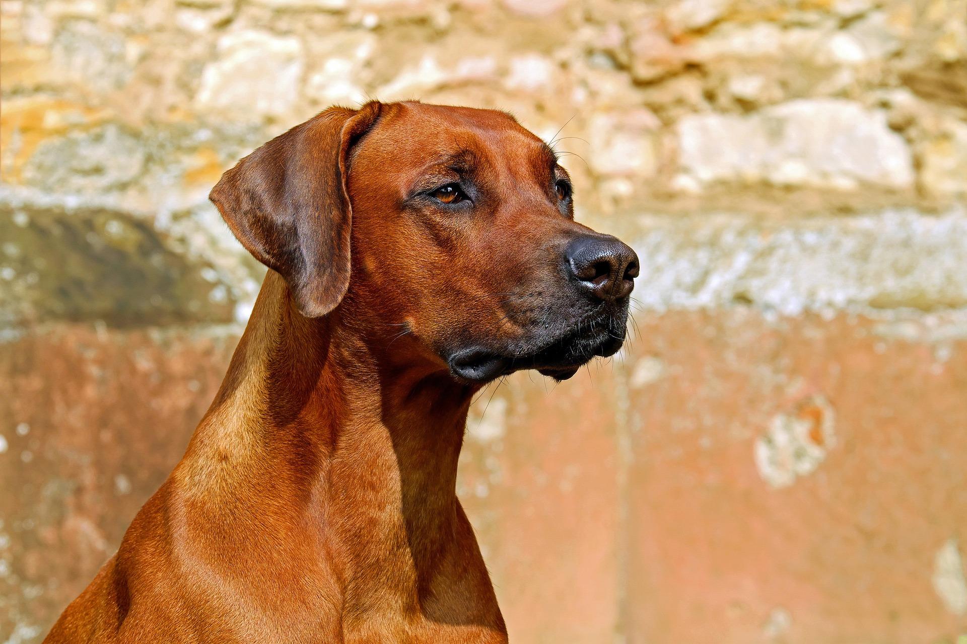 rhodesian ridgeback 2727035 1920