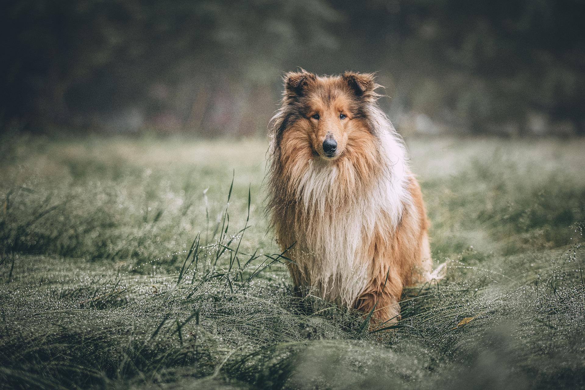 rough collie 5631188 1920