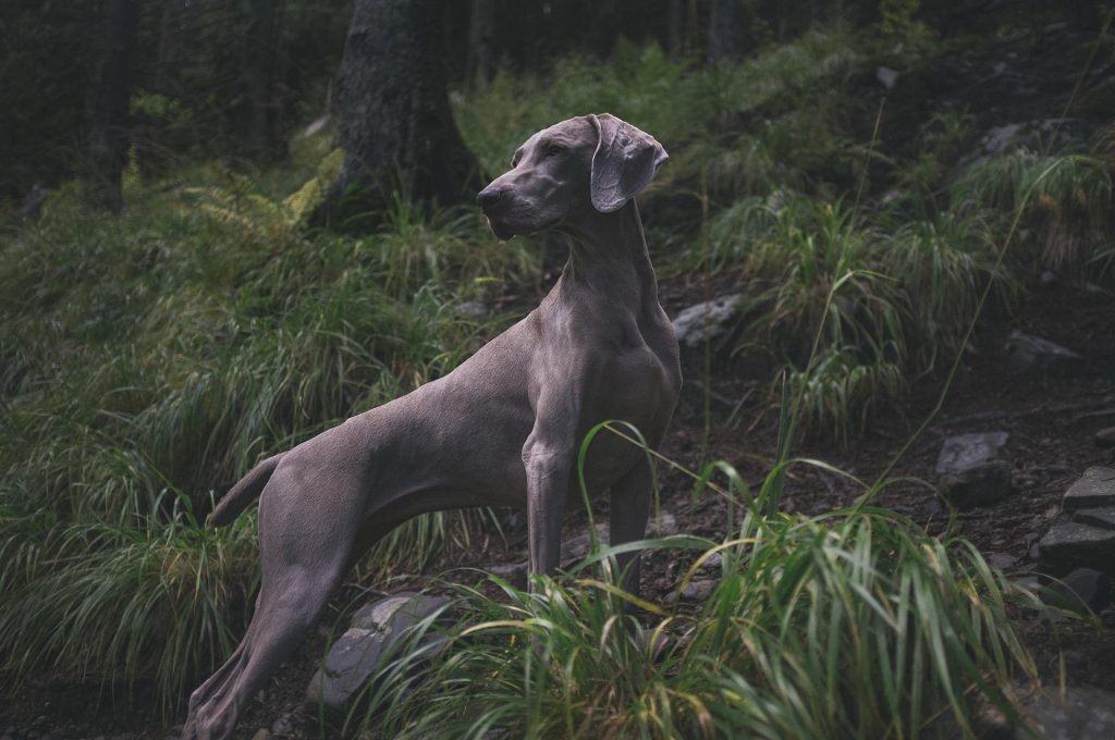 weimaraner 1869442 1920