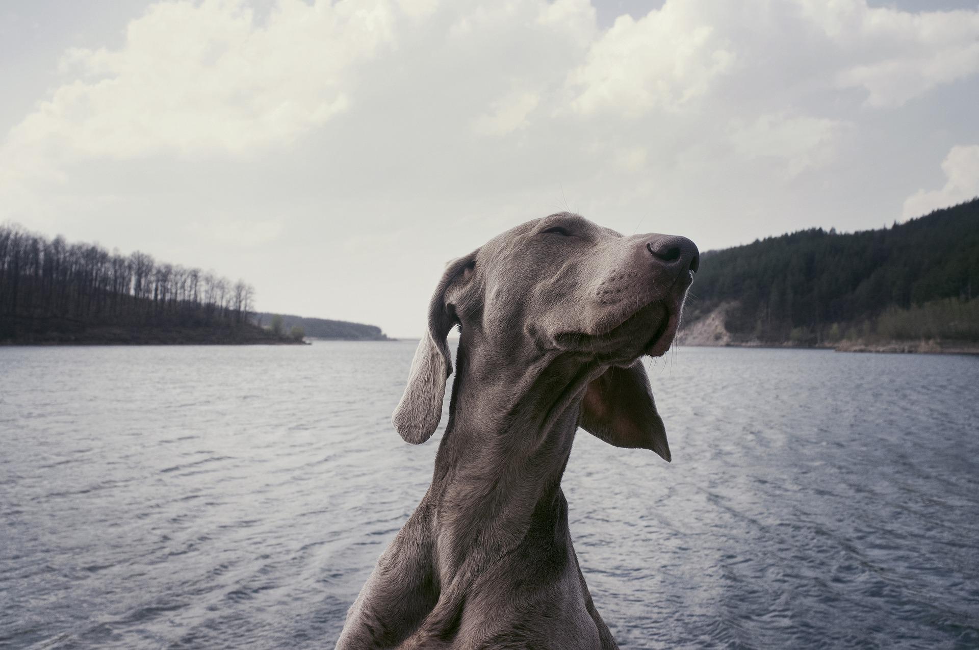 weimaraner 2600694 1920