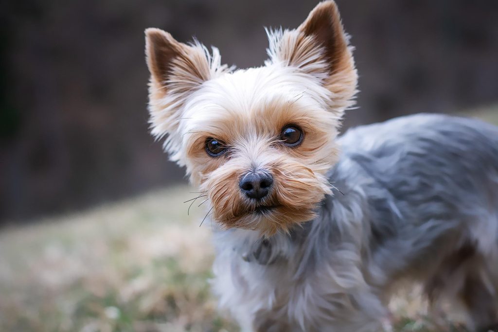 yorkshire terrier 4783327 1920