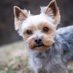 yorkshire terrier 4783327 1920