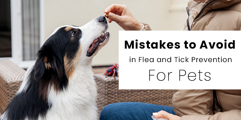 CVC Mistakes to Avoid in Flea and Tick Prevention for Pets