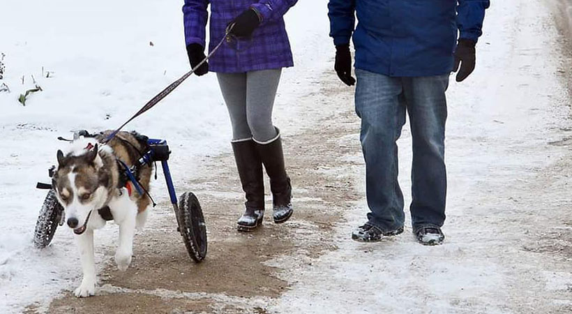 Husky walk in snow