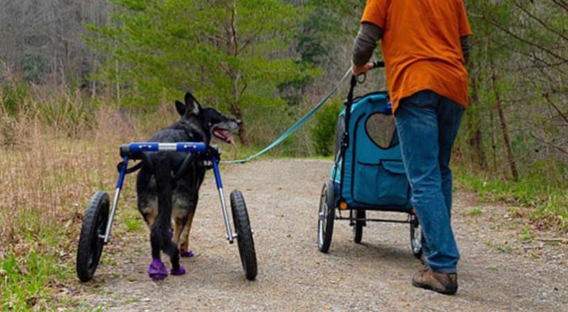 shepherd walks with owner