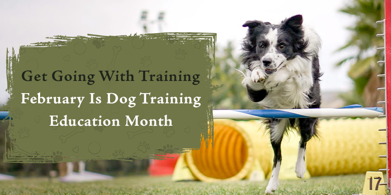 CVC Blog Get Going With Training February Is Dog Training Education Month Jan23