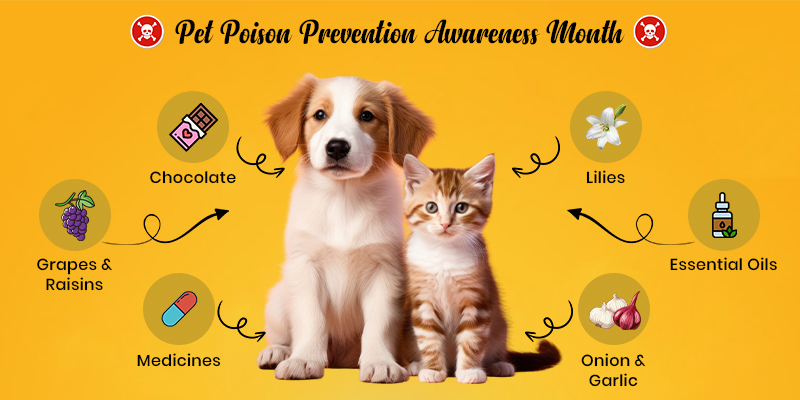 CVC Blog Pet Poison Awareness Month 3