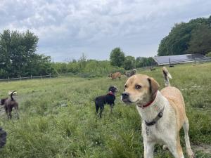 A photo of Stringer and other dogs playing in the romp field at Glencadia.com