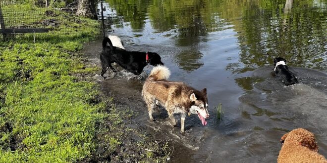 Three Dogs swimming in the pond at Glencadia Dog Camp