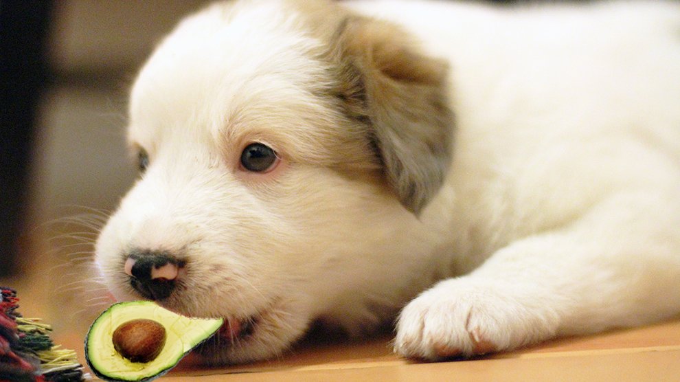 A Puppy with an Avocado in it's Mouth