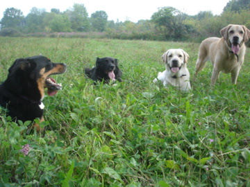 Four digs sit in one of the pastures at Glencadia Dog Camp