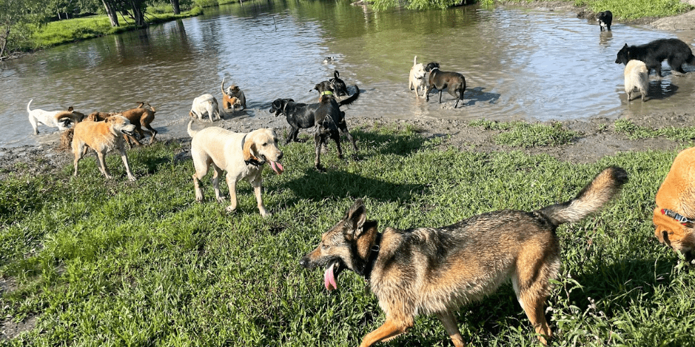 Campers at Glencadia Dog Camp happily socializing in the Romp Field at Glencadia Dog Camp