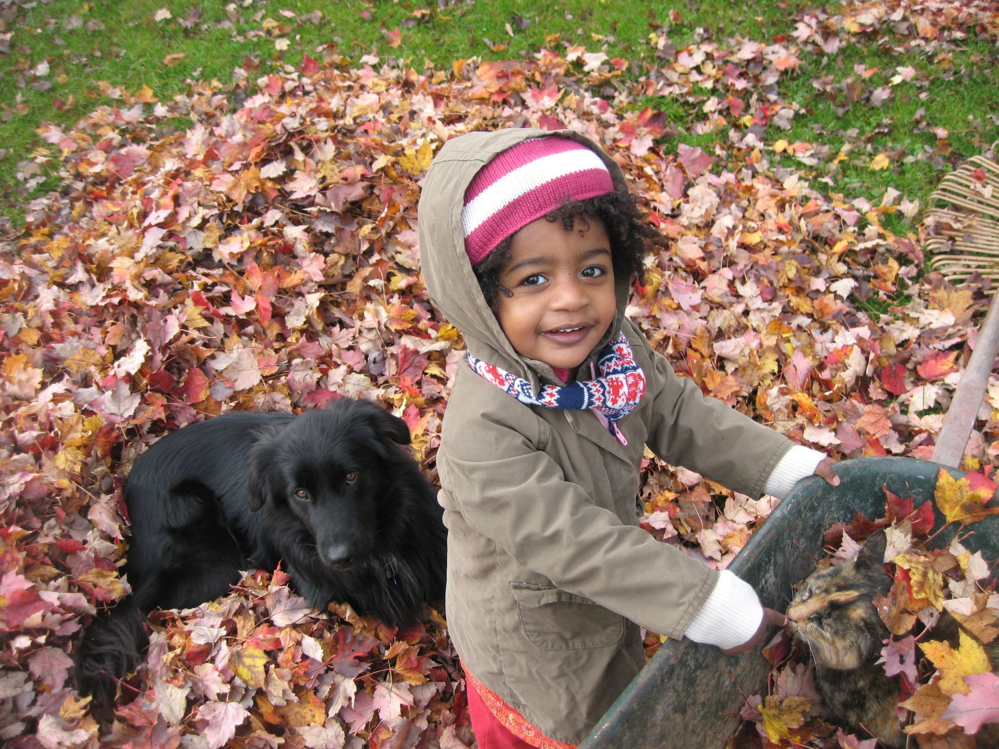 Lotta, Will's Daughter, and their dog Gustav playing in the Fall Foliage