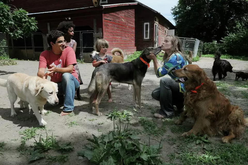 Will Pflaum and Wife Aenne Grannis playing with the dogs at Glencadia Dog Camp in the large exercise yard attached to the barn at Glencadia Dog Camp