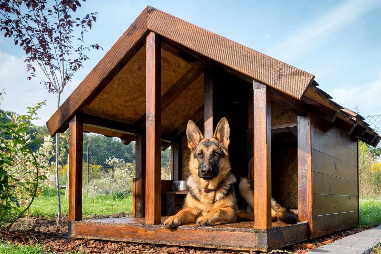 A Stately German Shepherd lounging in his custom built wooden dog kennel